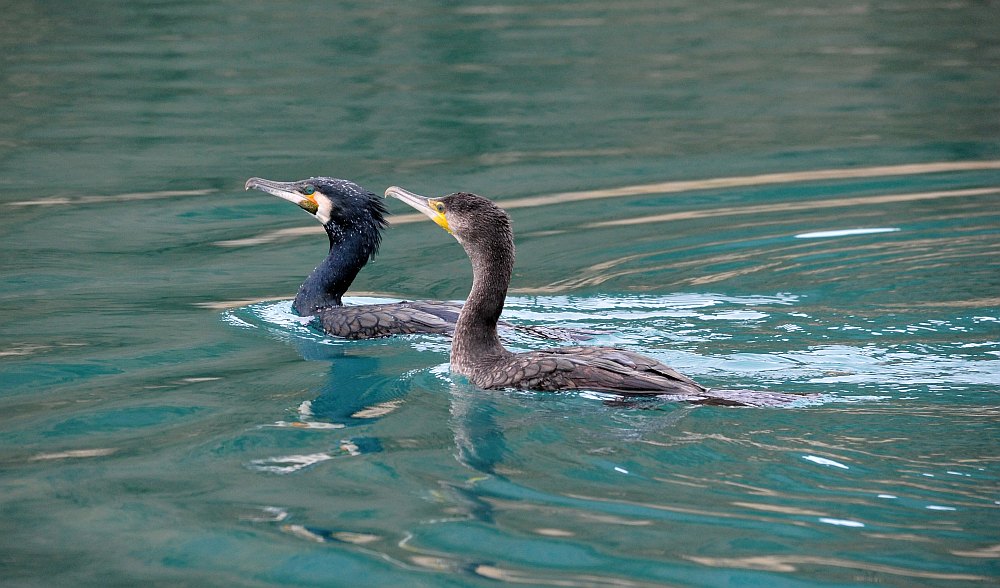 Cormorani nel periodo riproduttivo